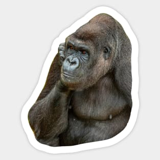 Pondering Gorilla Sticker